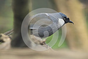 Black-throated laughingthrush