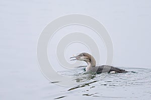 A black throated loon eating a fish