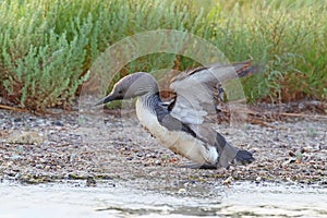 The black-throated loon Gavia arctica