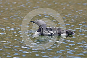 The black-throated loon Gavia arctica