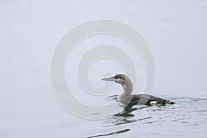 A black throated loon swimming on a river