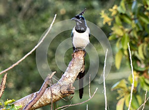 Black-throated Magpie-Jay Calocitta colliei Perched on Branches in Jalisco, Mexico