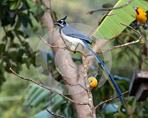 Black-throated Magpie-Jay Calocitta colliei Perched at a Feeding Station in Jalisco, Mexico