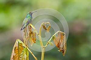 Black-throated Mango - Anthracothorax nigricollis