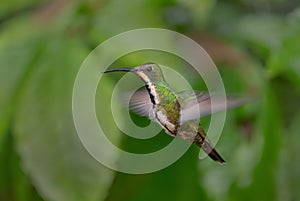 Black-throated Mango - Anthracothorax nigricollis