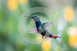 Black-throated mango Anthracothorax nigricollis hovering in the air, caribean tropical forest, Trinidad and Tobago