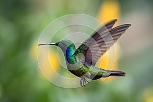 Black-throated mango Anthracothorax nigricollis hovering in the air, caribean tropical forest, Trinidad and Tobago