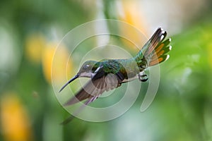 Black-throated mango Anthracothorax nigricollis hovering in the air, caribean tropical forest, Trinidad and Tobago