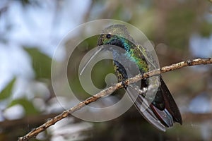 Black-throated Mango, Anthracothorax nigricollis, perched