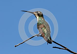 Black-throated Mango (Hummingbird)