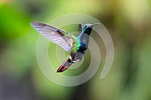 A Black-throated Mango hummingbird, Anthracothorax nigricollis, hovering in the air