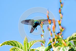 Black-throated Mango hummingbird hovering in the sky pollinating orange flowers