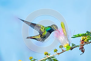 Black-throated Mango hummingbird feeding with a blue background