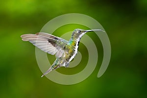 Black-throated Mango hummingbird in flight with tongue out