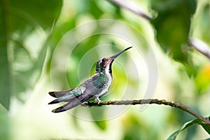 Black-throated Mango hummingbird perching in a tree looking up