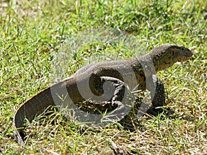 Black-throated Monitor