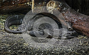 Black-throated monitor at the beam 1