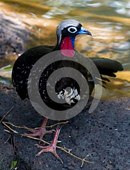 Black-throated Piping-Guan