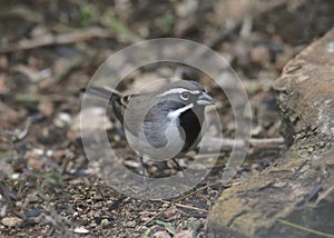 Black-throated Sparrow amphispiza bilineata