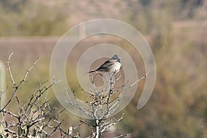 Black-throated Sparrow Amphispiza bilineata