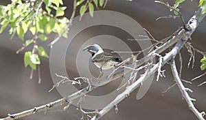 Black Throated Sparrow bird, Colossal Cave Mountain Park, Arizona