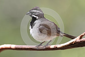 Black-throated Sparrow Amphispiza bilineata