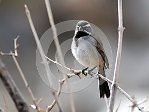 Black-throated Sparrow Backlit photo