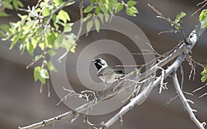 Black Throated Sparrow bird, Colossal Cave Mountain Park, Arizona