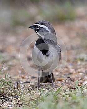 Black-throated sparrow on the ground in the Transitions Wildlife Photography Ranch near Uvalde, Texas.