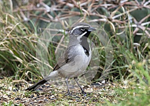 Black-throated sparrow on the ground in the Transitions Wildlife Photography Ranch near Uvalde, Texas.