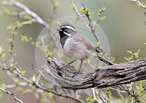 Black-throated sparrow on a horizontal log perch in the Transitions Wildlife Photography Ranch near Uvalde, Texas.