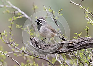 Black-throated sparrow on a horizontal log perch in the Transitions Wildlife Photography Ranch near Uvalde, Texas.