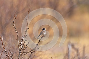 A Black Throated Sparrow in the Mountains