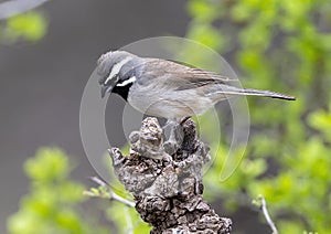 Black-throated sparrow on an upright log perch in the Transitions Wildlife Photography Ranch near Uvalde, Texas.