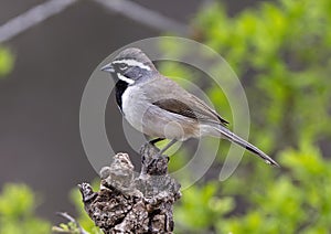 Black-throated sparrow on an upright log perch in the Transitions Wildlife Photography Ranch near Uvalde, Texas.