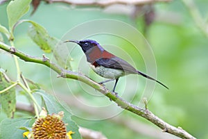 Black-throated Sunbird Aethopyga saturata Male Beautiful Birds of Thailand