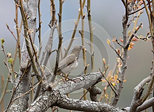 Black throated thrush