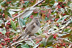 Black-throated thrush (Turdus atrogularis)