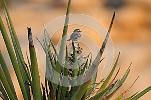 Black Throuted Sparrow in Joshua Tree National Park