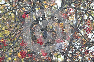 Black thrush bird