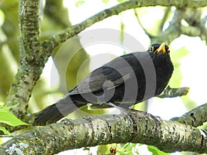 Black Thrush bird on a branch