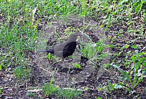 Black thrush bird on grass, Lithuania