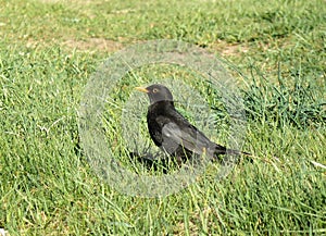 Black thrush bird on green grass, Lithuania