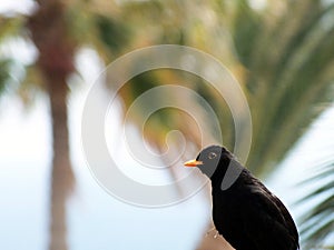 Black thrush bird on palm leaves background