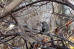 Black thrush with yellow beak sits on a branch