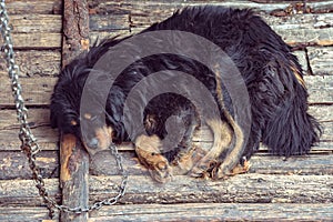 Black Tibetan dog are chained and sickly poorly.