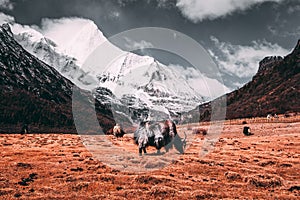 Black tibetan yaks in a pasture at snow mountains with dark clouds background