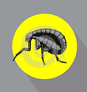 Black Tick Insect