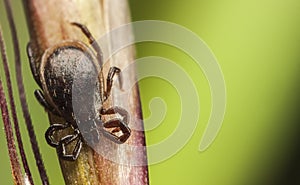 Black tick on a straw