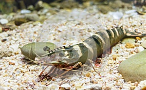 Black tiger prawn